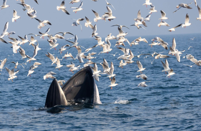 涠洲岛20余艘观鲸船围堵鲸鱼 人类追逐与围观的反思
