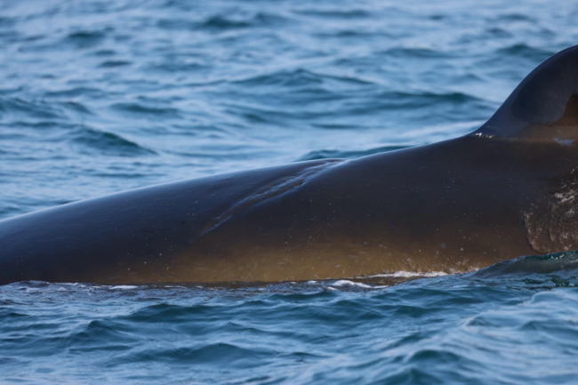 涠洲岛20余艘观鲸船围堵鲸鱼 人类追逐与围观的反思