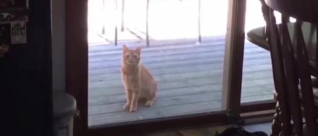 小猫从质疑到相信只用了一秒 信任的温暖旅程