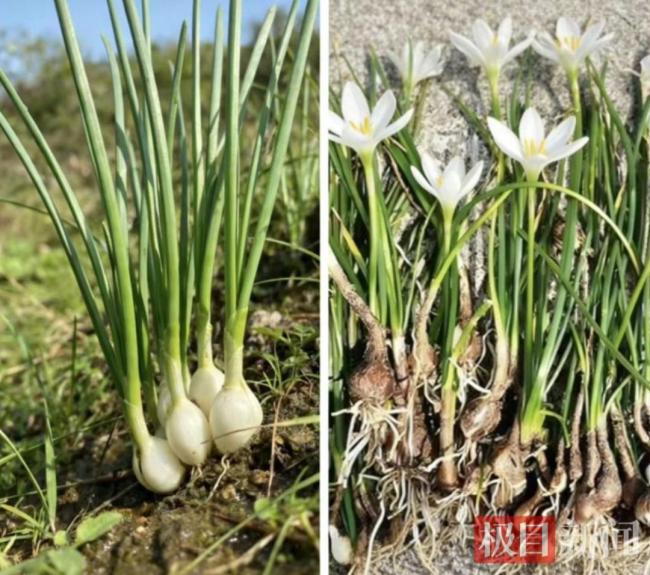 凌晨5人拎“野菜”看急诊 医生提醒 误食有毒植物需谨慎