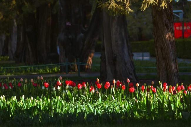 假期首日北京市属公园纳客超58万人次 春日文化盛宴开启