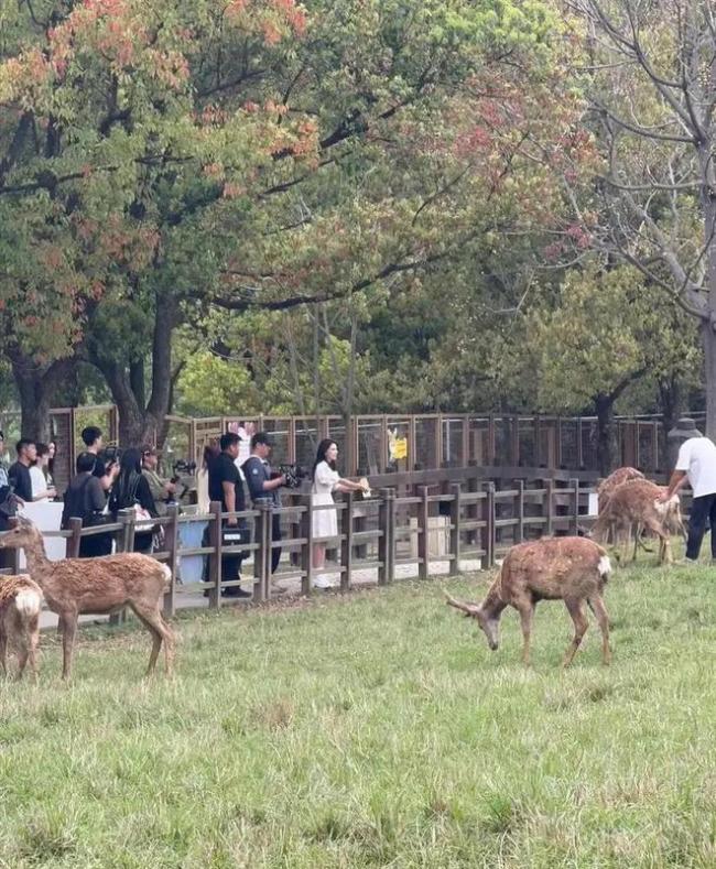 昆凌现身杭州良渚古城遗址公园 仙气白裙喂小鹿