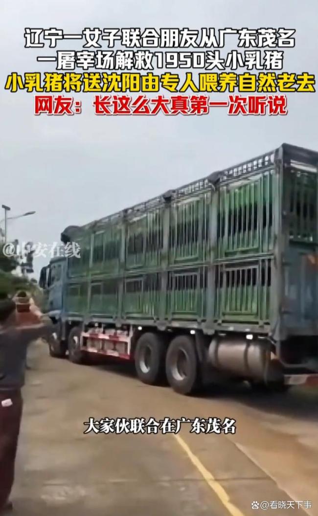 女子联合朋友从屠宰场解救1950头小乳猪，小乳猪将送沈阳由专人喂养，自然老去 善举引发热议