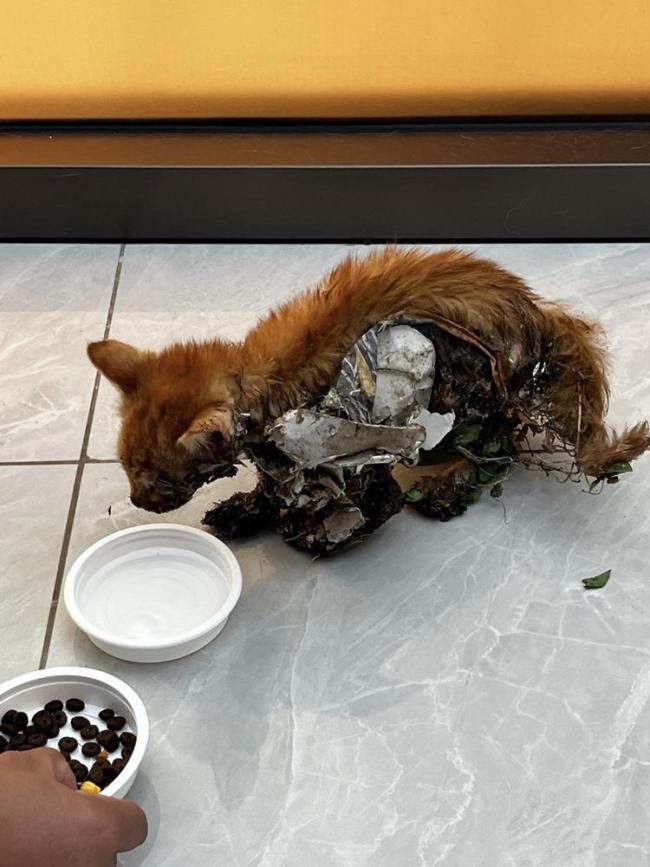 女生托闺蜜照顾5只猫不料全被饿死 信任的背叛引发热议