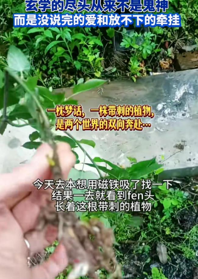 梦到已故儿子脚被扎 父亲来墓前拔刺 爱与牵挂超越生死