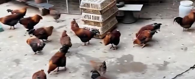 爆火鸡煲店限号老板称让外地游客先吃 本地食客错峰就餐