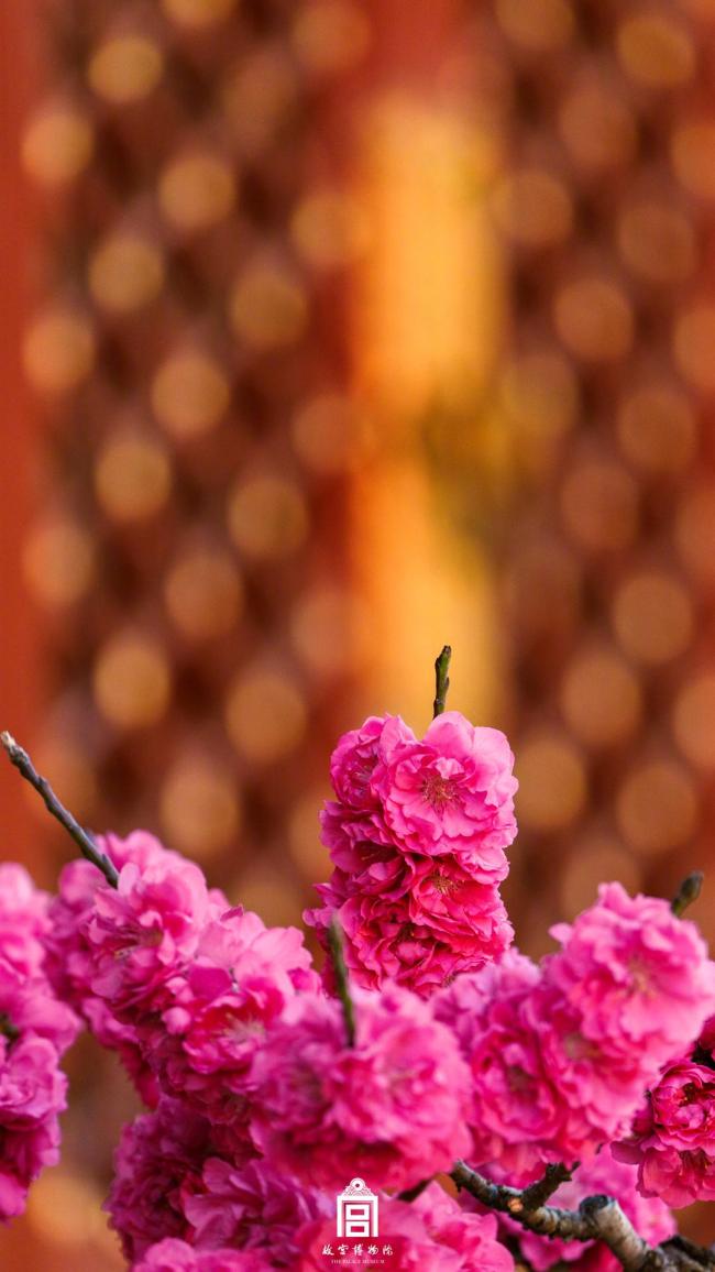 故宫海棠配红墙太出片了 红墙春花成绝配