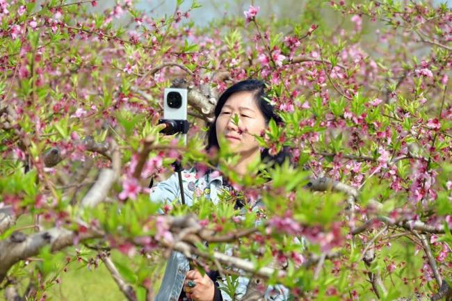河南社旗：春风拂沃野 繁花满田园