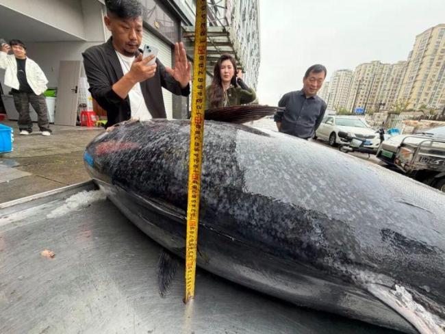 渔民捕获2条“巨无霸”金枪鱼 东海渔业资源恢复见证