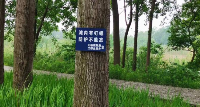 接触10秒即可感染 看到这种螺快报告 钉螺引发血吸虫病