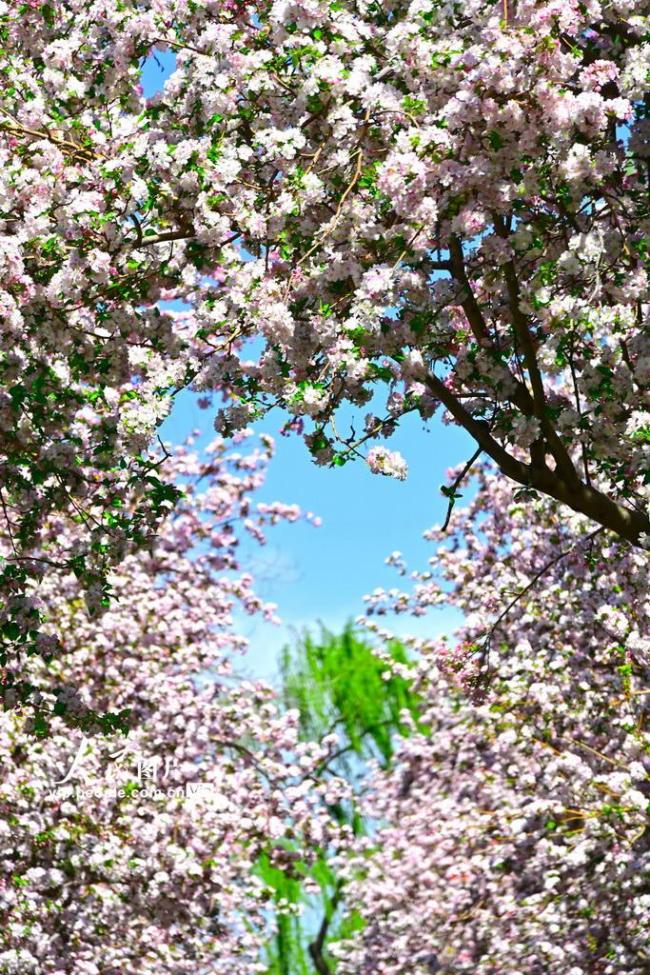 北京北海公园海棠花开