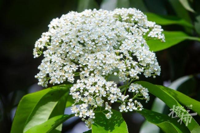 左右为“楠”的季节又到了 石楠花香惹争议