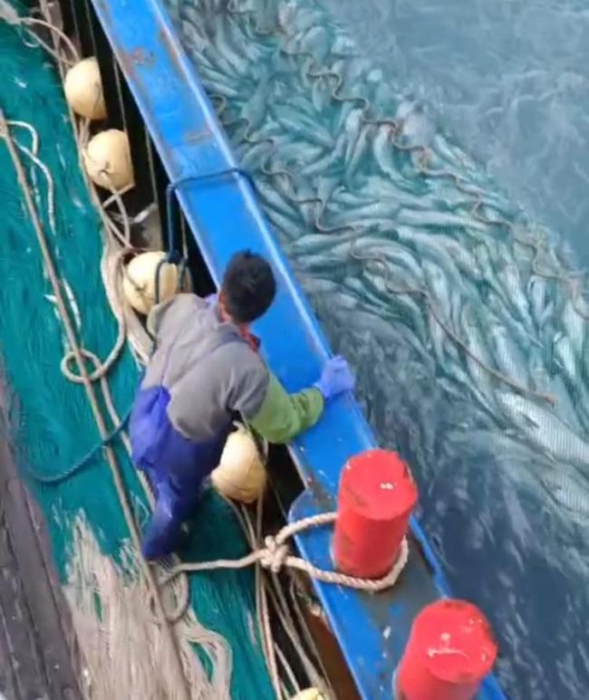 渔民捕获2条“巨无霸”金枪鱼 东海渔业资源恢复见证