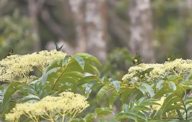 珍稀动物为何爱上福建 绿色生态撑起保护伞