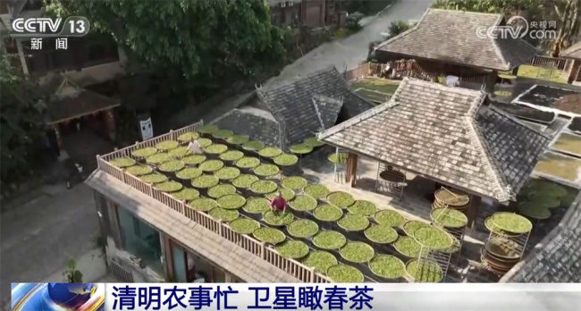 春茶产业走出“农文旅”融合发展新模式