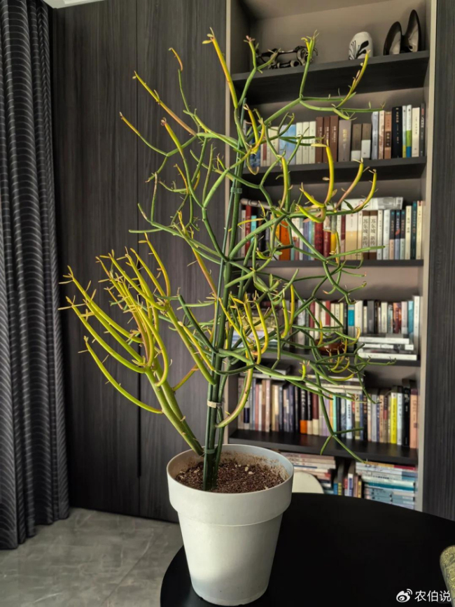 北京一爷爷一棵多肉养9年，网友：成精了，长成飞扬跋扈的样子