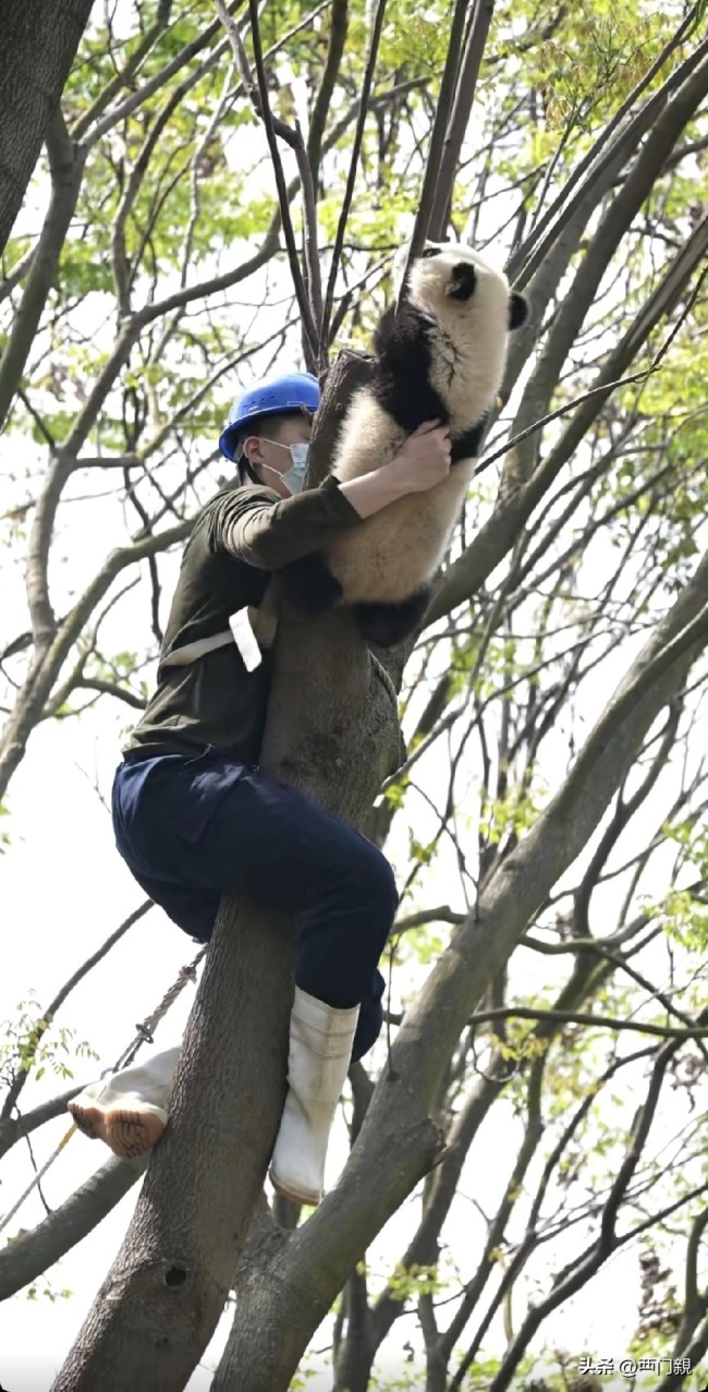 成都熊猫基地饲养员为大熊猫爬树
