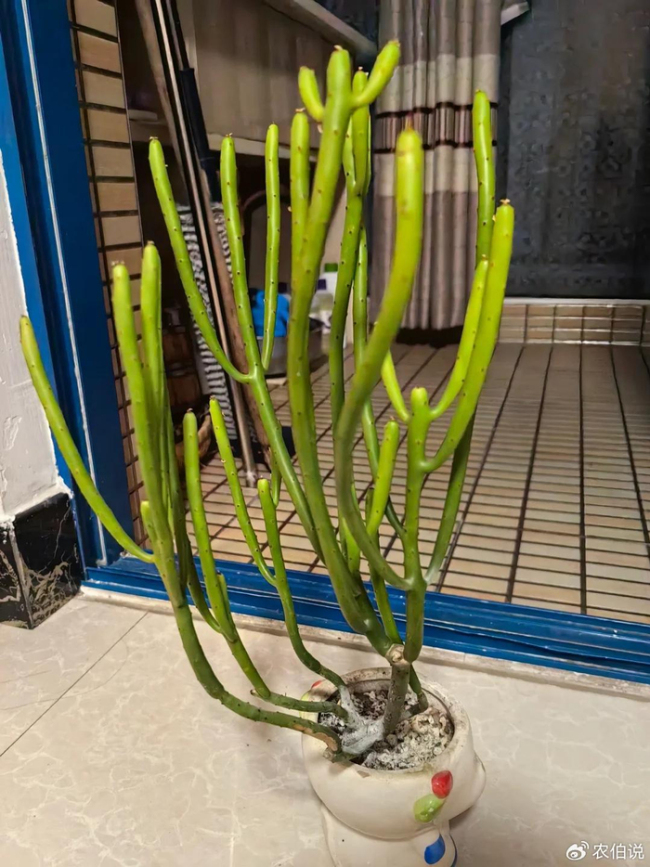 北京一爷爷一棵多肉养9年，网友：成精了，长成飞扬跋扈的样子