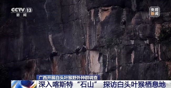 探访白头叶猴栖息地 “猴丁兴旺”保护见成效