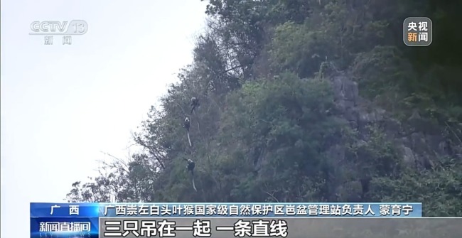 探访白头叶猴栖息地 “猴丁兴旺”保护见成效