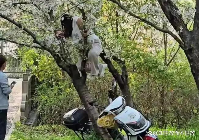 20年才能长成的树几秒钟就毁了