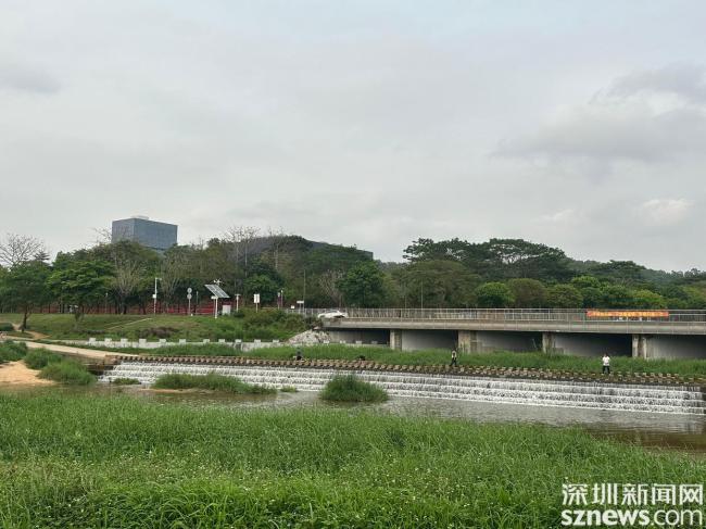 茅洲河水面出现大面积泡沫 官方回应 鱼渣与浮油所致