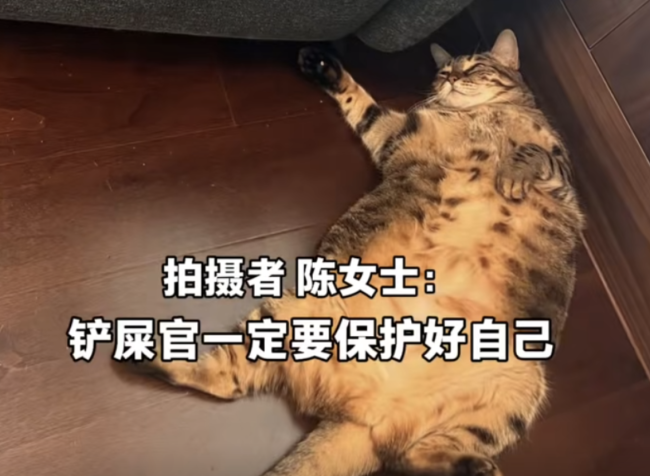 女子睡觉被15斤猫咪压致手腕骨折 铲屎官需警惕