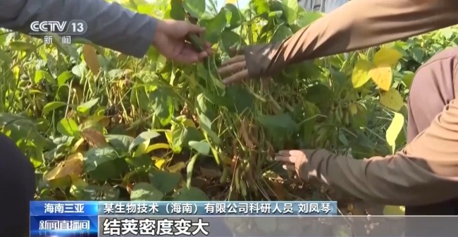 “太空种子”5月或将“北上”试种