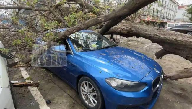 大树倒伏砸中宝马谁该担责