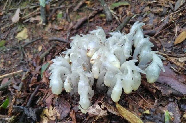 湖南一山上发现400多株“冥界之花”