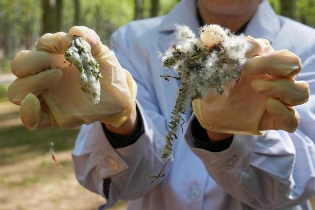 飛絮又起，治理如何“對癥下藥”？