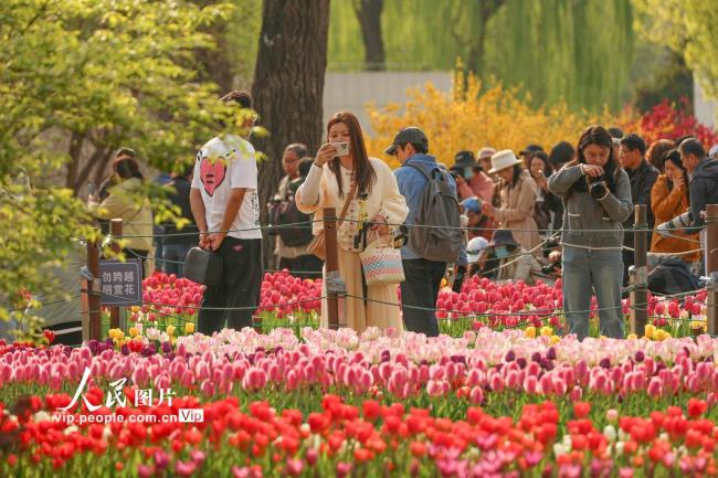 北京：郁金香迎来盛花期