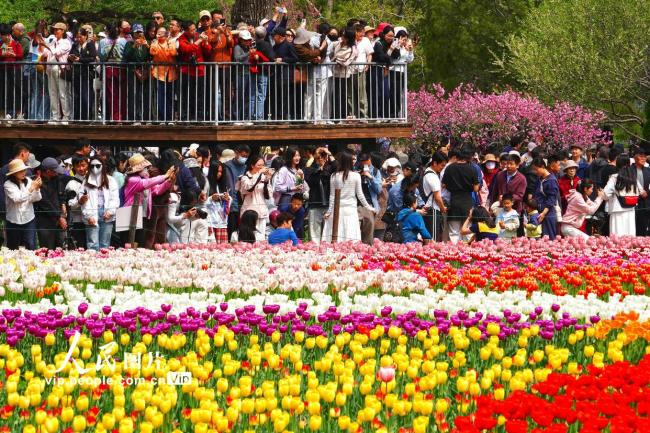 北京：郁金香迎来盛花期