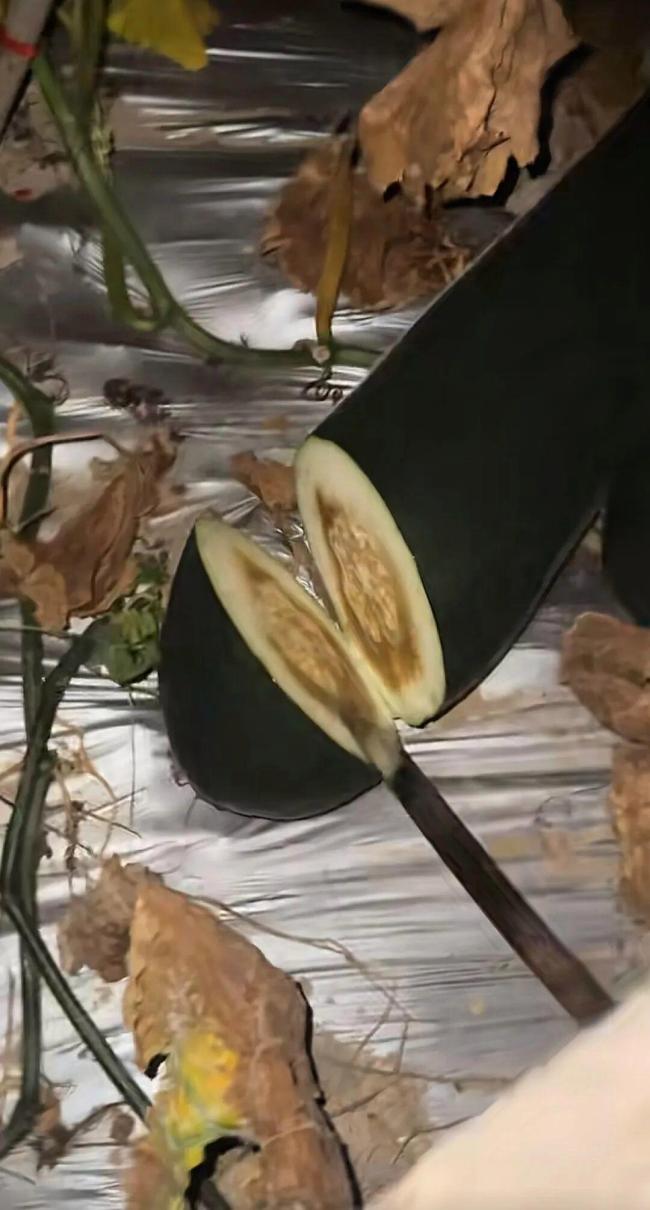 “唯一砍错,莫得放过”!男人听声辩瓜子虚被嘲谑错杀好瓜