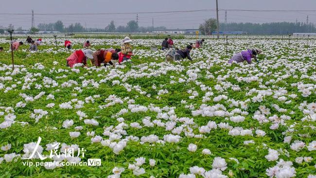 安徽亳州：中药材产业拓宽增收路