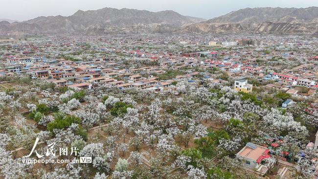 甘肅皋蘭：萬畝梨花綻放 農旅興旺促振興