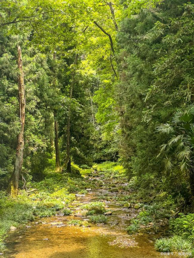 村民承包荒山种树后树却不是自己的