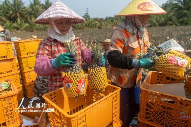 海南琼海：凤梨忙采收