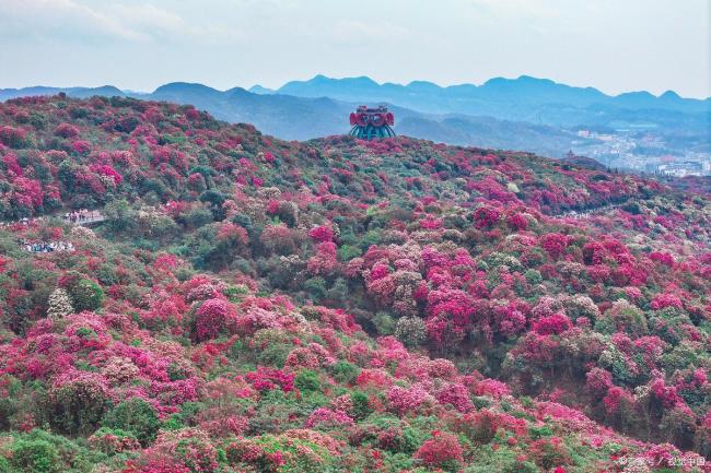 杜鹃花海和彩虹同框 盛放的地球彩带等你来