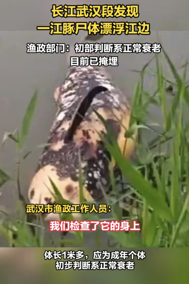 长江武汉段发现一江豚尸体