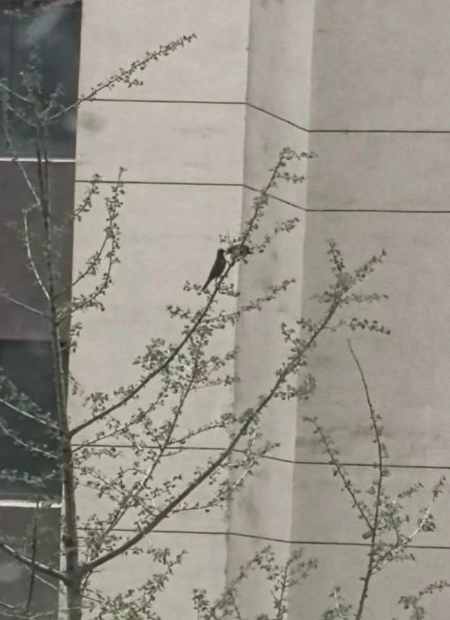 被乌鸫记仇女子称挂老鹰风筝没用 鸟儿护巢有招