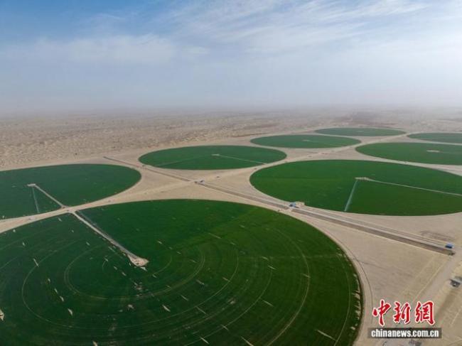 塔克拉玛干沙漠现巨型麦圈 绿色奇迹背后的生态账