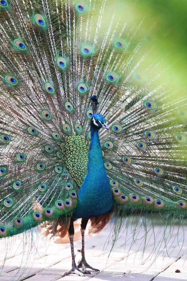 郑州动物园百只孔雀齐开屏 春日限定美景