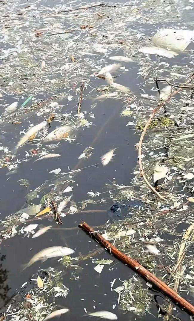 郑州一水库漂浮大量死鱼 原因待查 生态环境引发担忧