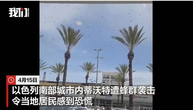 上万只蜜蜂笼罩以色列街道车辆商铺