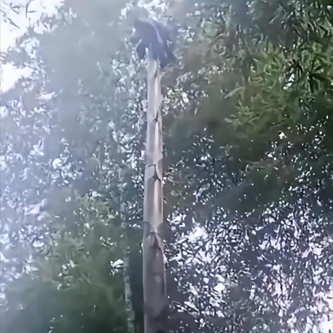 阿姨忘掉的衣服竟然被竹子“穿走” 大自然的神奇力量