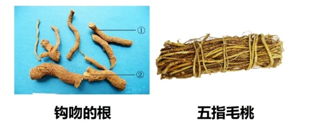 “莫氏鸡煲”走红顺德官方提醒
