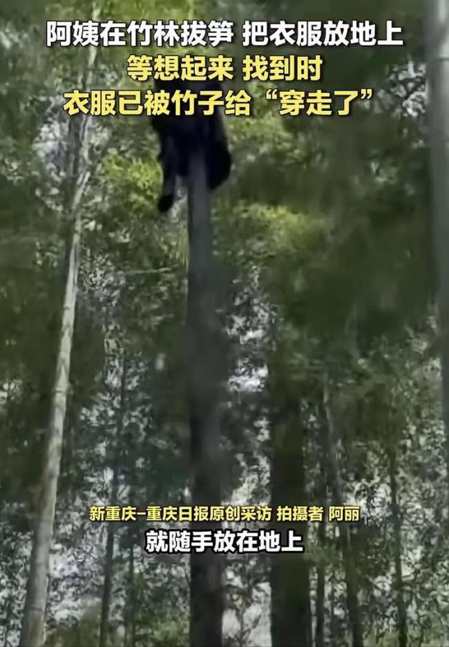 阿姨忘掉的衣服竟被竹子“穿走” 大自然的神奇力量
