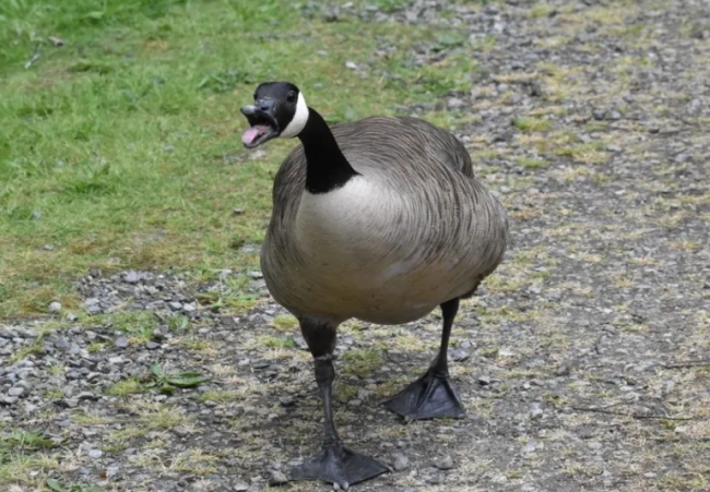 加拿大鹅快把新西兰人逼疯了