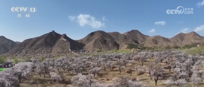 以花为媒、以节兴旅 解锁多样春日限定浪漫